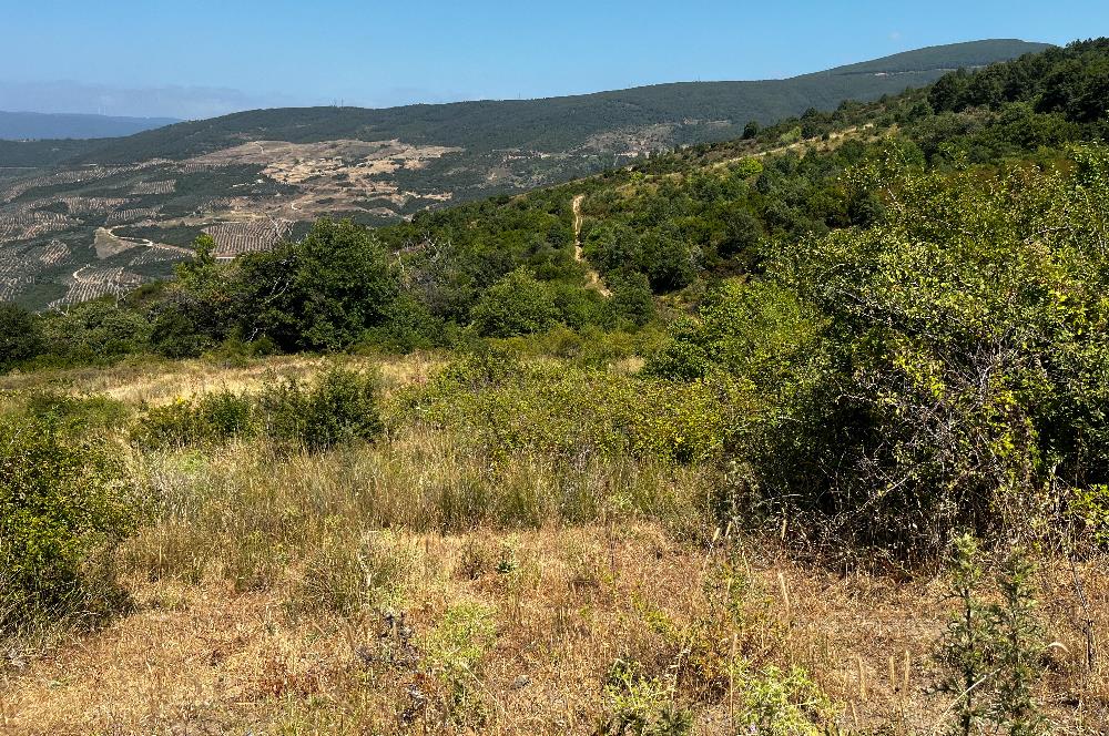 C21 Cius ; Küçük Kumla Mahallesinde 5002 m2 Satılık Tarla