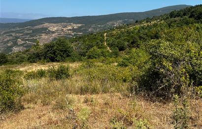 C21 Cius ; Küçük Kumla Mahallesinde 5002 m2 Satılık Tarla