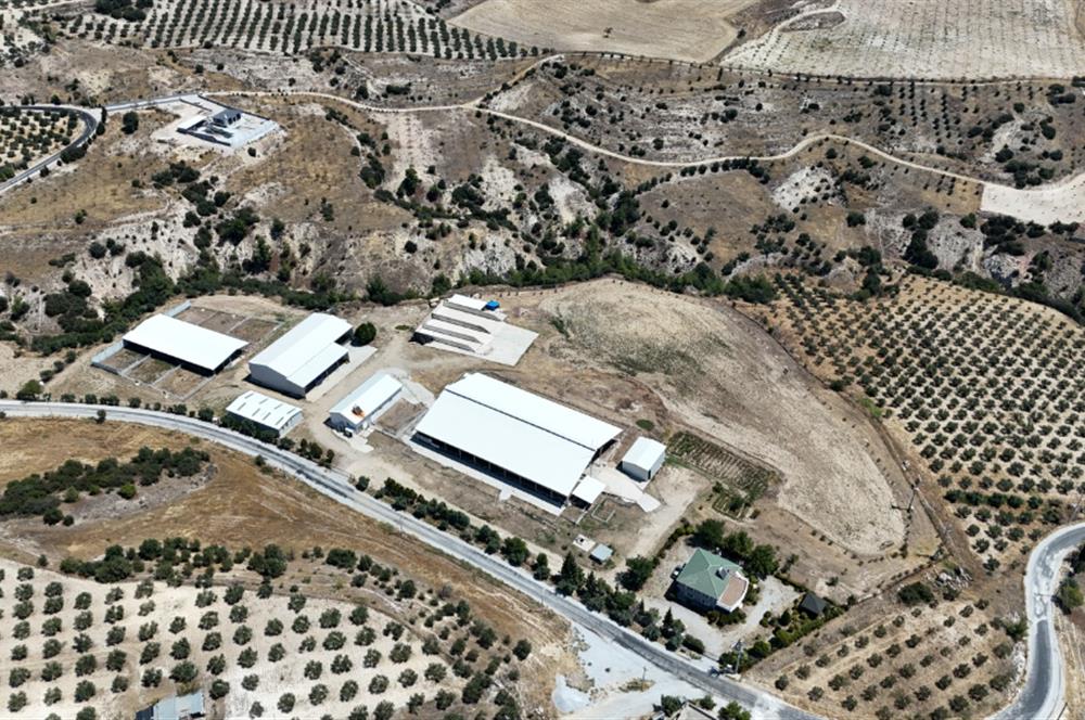 SATILIK SARAYKÖY SAZAK 500 BÜYÜK BAŞ BESİ ÇİFTLİĞİ