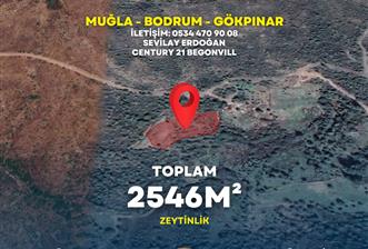  Bodrum Gökpınar 2,546 m2 olive grove for sale