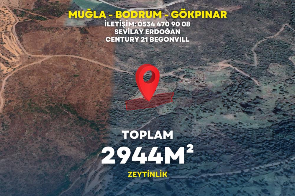 Bodrum gökpınar 2.944 m2 satılık zeytinlik