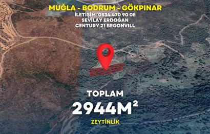Bodrum gökpınar 2.944 m2 satılık zeytinlik