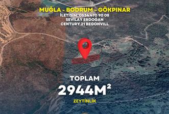 Bodrum gökpınar 2.944 m2 satılık zeytinlik