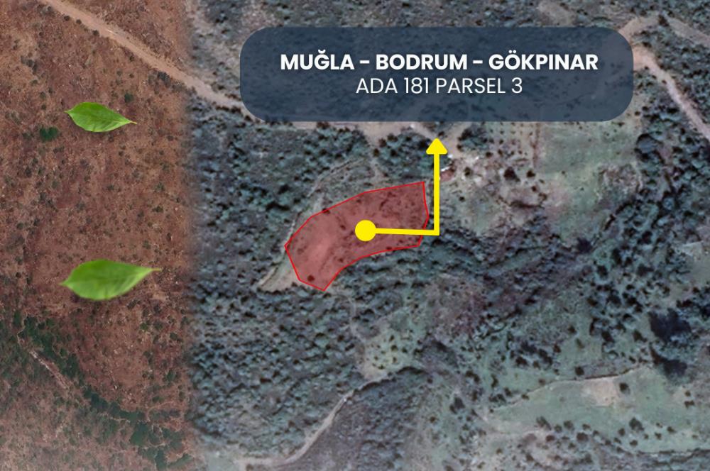  Bodrum Gökpınar 2,546 m2 olive grove for sale