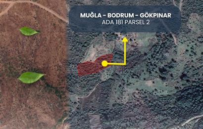 Bodrum gökpınar 2.944 m2 satılık zeytinlik