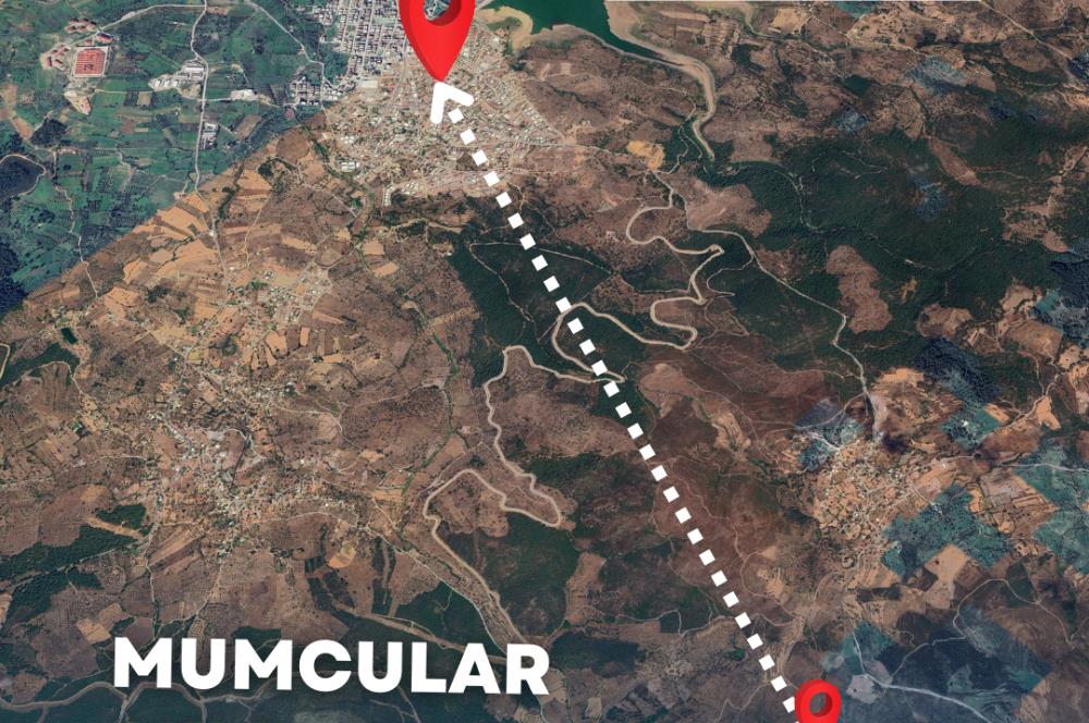  Bodrum Gökpınar 2,546 m2 olive grove for sale