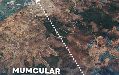 Bodrum gökpınar 2.944 m2 satılık zeytinlik