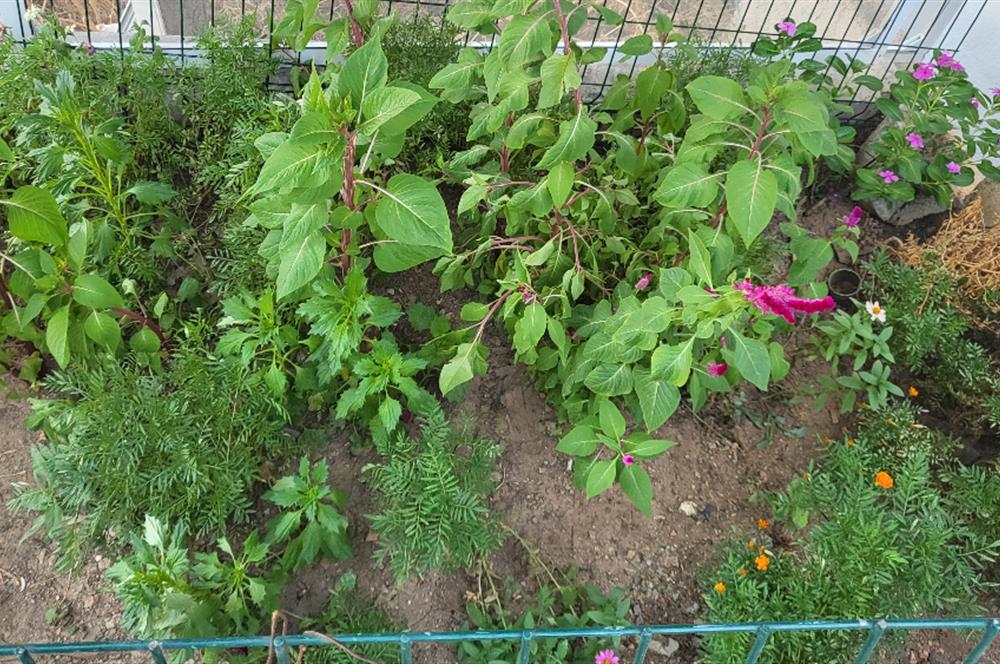 Konacık gaz deresi 2+1  kiralık daire