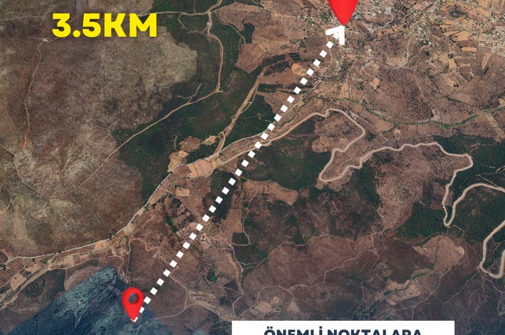  Bodrum Gökpınar 2,546 m2 olive grove for sale