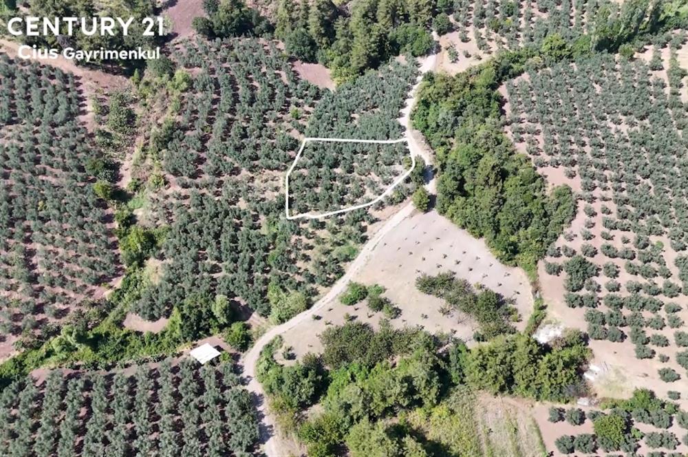 C21 Cius; Katırlı 1630m² Yola Cephe Satılık Bakımlı Zeytinlik