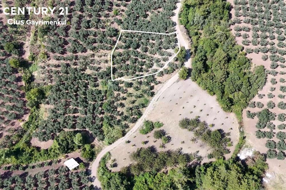 C21 Cius; Katırlı 1630m² Yola Cephe Satılık Bakımlı Zeytinlik