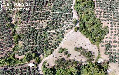 C21 Cius; Katırlı 1630m² Yola Cephe Satılık Bakımlı Zeytinlik