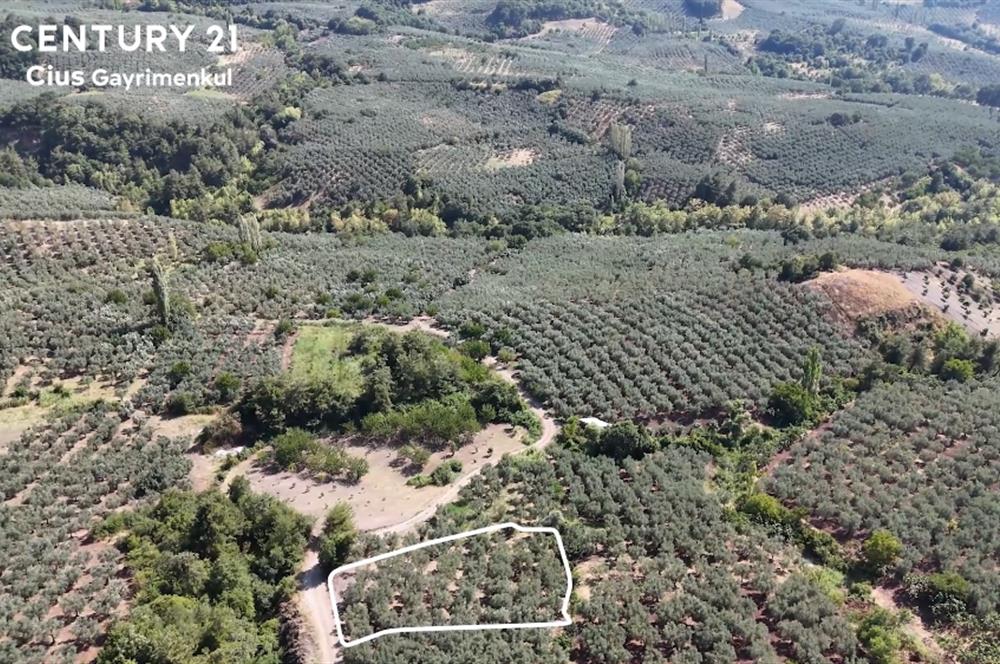 C21 Cius; Katırlı 1630m² Yola Cephe Satılık Bakımlı Zeytinlik