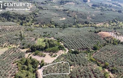 C21 Cius; Katırlı 1630m² Yola Cephe Satılık Bakımlı Zeytinlik