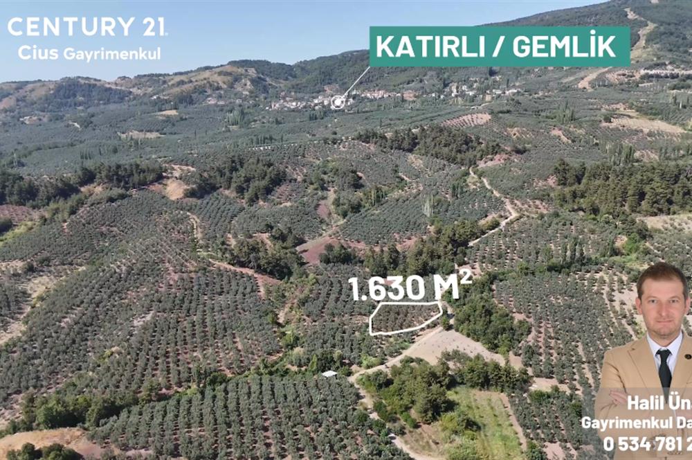 C21 Cius; Katırlı 1630m² Yola Cephe Satılık Bakımlı Zeytinlik