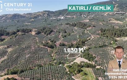 C21 Cius; Katırlı 1630m² Yola Cephe Satılık Bakımlı Zeytinlik