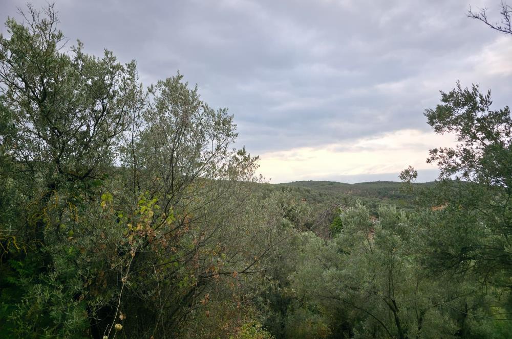 C21 Cius; Umurbey'de Hobi Bahçesi Yola İki Cepheli Zeytinlik