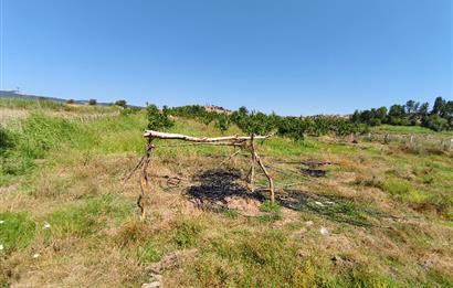 C21 LOCA'DAN 9940m² CEVİZLİK ETRAFI ÇEVRİLİ SUYU İÇİNDE TARLA