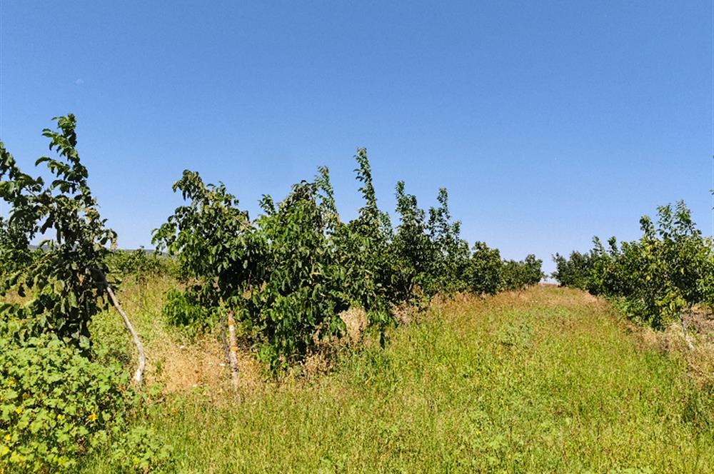 C21 LOCA'DAN 9940m² CEVİZLİK ETRAFI ÇEVRİLİ SUYU İÇİNDE TARLA