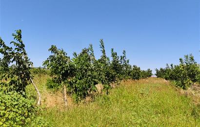 C21 LOCA'DAN 9940m² CEVİZLİK ETRAFI ÇEVRİLİ SUYU İÇİNDE TARLA