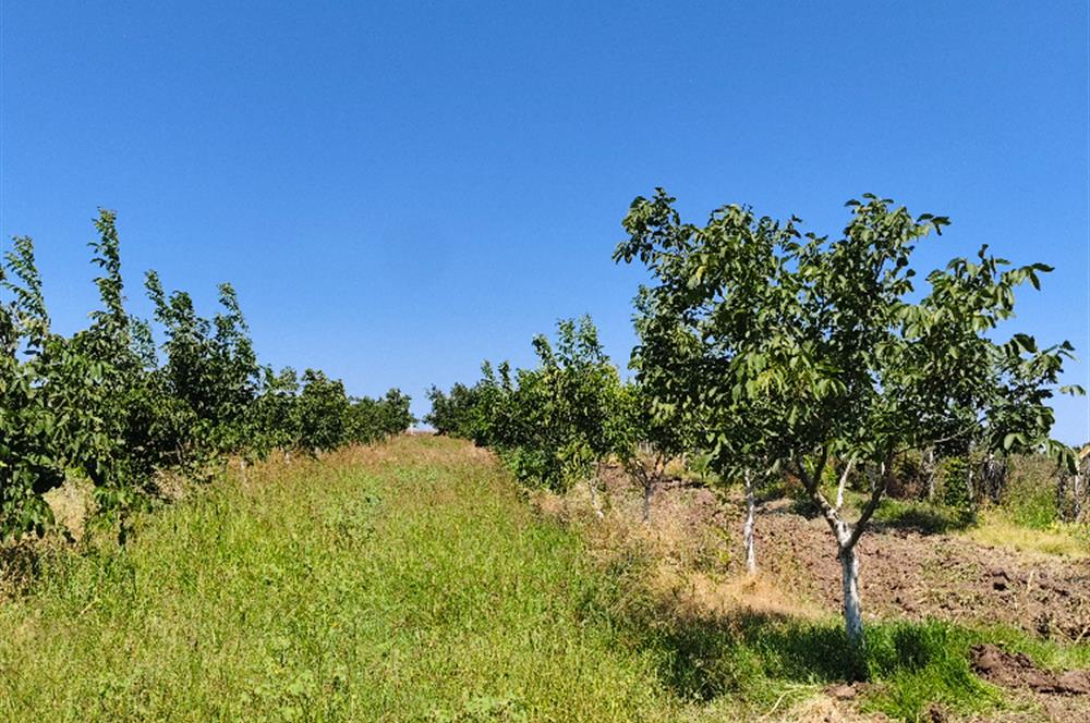 C21 LOCA'DAN 9940m² CEVİZLİK ETRAFI ÇEVRİLİ SUYU İÇİNDE TARLA