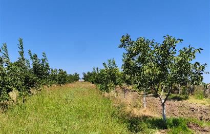 C21 LOCA'DAN 9940m² CEVİZLİK ETRAFI ÇEVRİLİ SUYU İÇİNDE TARLA