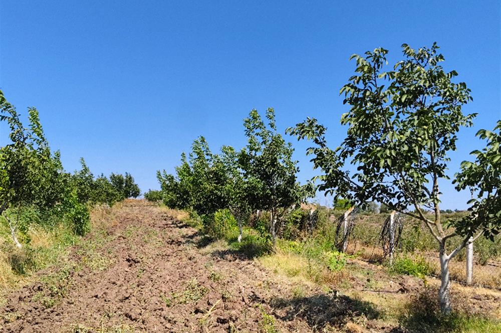 C21 LOCA'DAN 9940m² CEVİZLİK ETRAFI ÇEVRİLİ SUYU İÇİNDE TARLA
