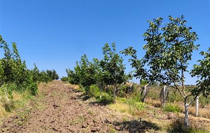 C21 LOCA'DAN 9940m² CEVİZLİK ETRAFI ÇEVRİLİ SUYU İÇİNDE TARLA