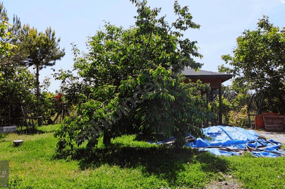 Müstakil Ev & Meyve Bahçesi 2.930 m² Arsa Şehre 5 Dakika (VİDEO)