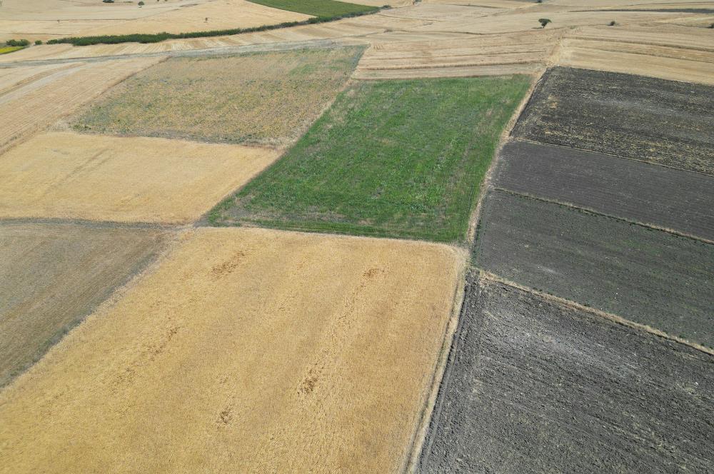C21 WİNNER PAŞAKÖY'DE 5.045 m² SATILIK TARLA