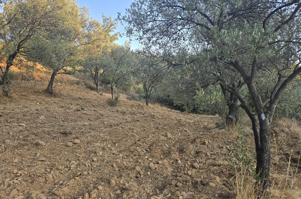 Gömeç Hacıoğlu'nda Satılık, Yolu Olan, 3250 m² Zeytinlik
