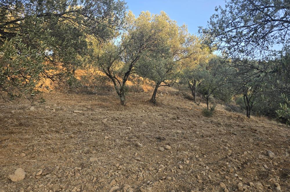 Gömeç Hacıoğlu'nda Satılık, Yolu Olan, 3250 m² Zeytinlik