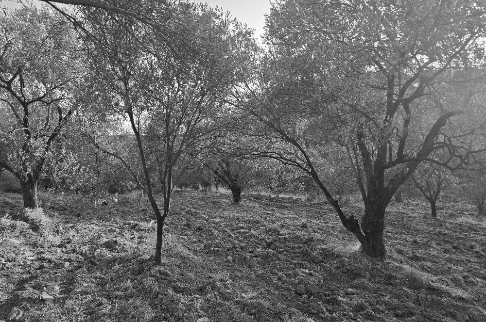 Gömeç Hacıoğlu'nda Satılık, Yolu Olan, 3250 m² Zeytinlik