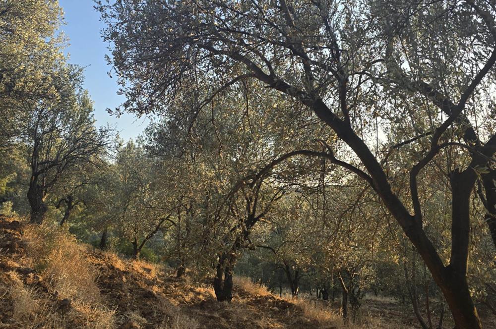 Gömeç Hacıoğlu'nda Satılık, Yolu Olan, 3250 m² Zeytinlik