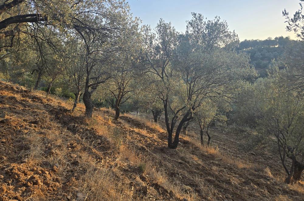 Gömeç Hacıoğlu'nda Satılık, Yolu Olan, 3250 m² Zeytinlik