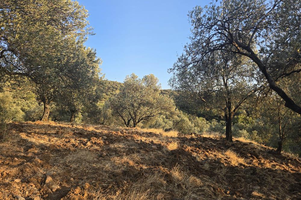 Gömeç Hacıoğlu'nda Satılık, Yolu Olan, 3250 m² Zeytinlik