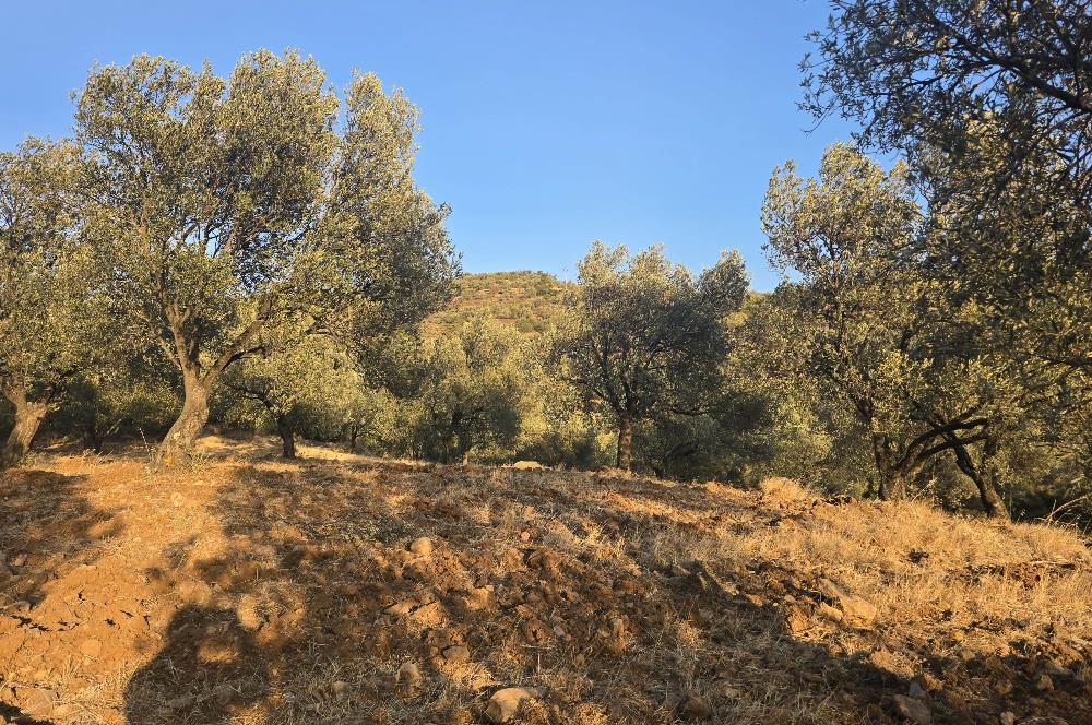 Gömeç Hacıoğlu'nda Satılık, Yolu Olan, 3250 m² Zeytinlik