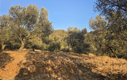 Gömeç Hacıoğlu'nda Satılık, Yolu Olan, 3250 m² Zeytinlik