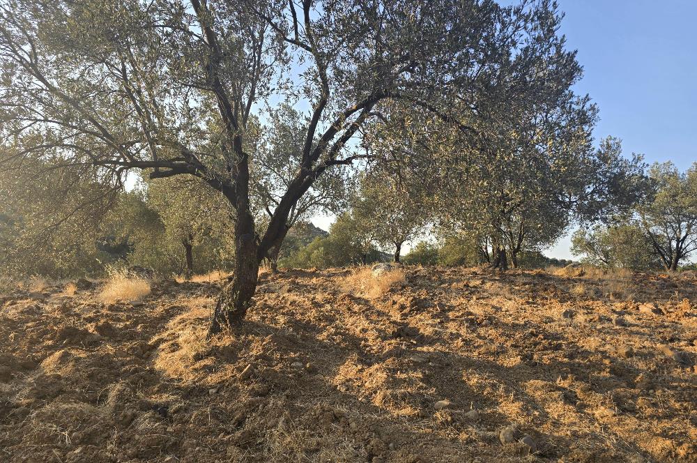 Gömeç Hacıoğlu'nda Satılık, Yolu Olan, 3250 m² Zeytinlik
