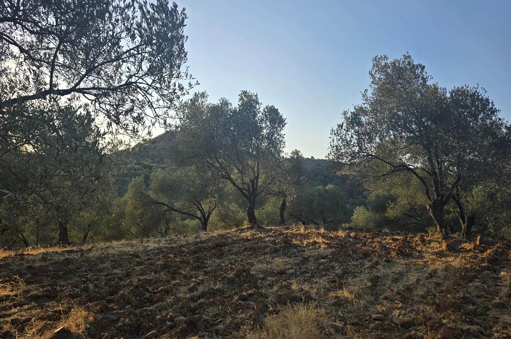 Gömeç Hacıoğlu'nda Satılık, Yolu Olan, 3250 m² Zeytinlik
