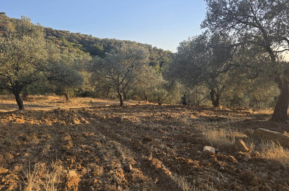 Gömeç Hacıoğlu'nda Satılık, Yolu Olan, 3250 m² Zeytinlik