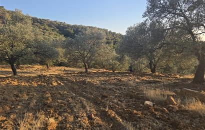 Gömeç Hacıoğlu'nda Satılık, Yolu Olan, 3250 m² Zeytinlik