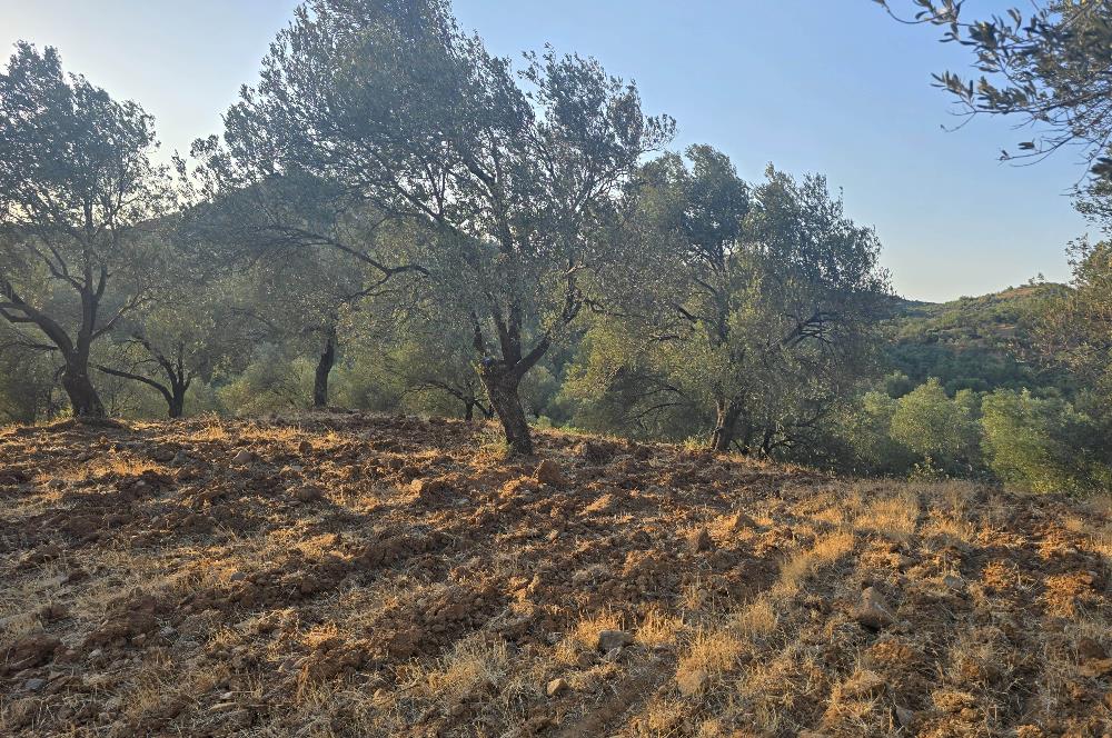 Gömeç Hacıoğlu'nda Satılık, Yolu Olan, 3250 m² Zeytinlik