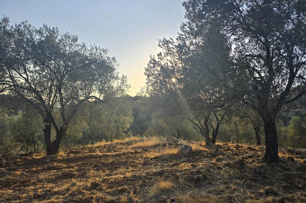 Gömeç Hacıoğlu'nda Satılık, Yolu Olan, 3250 m² Zeytinlik