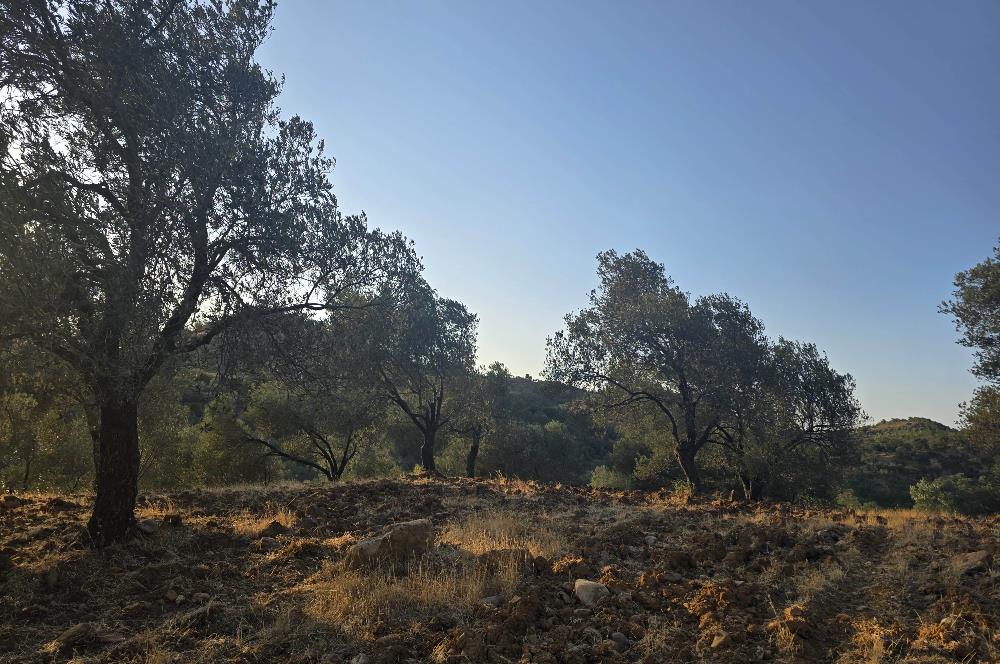 Gömeç Hacıoğlu'nda Satılık, Yolu Olan, 3250 m² Zeytinlik