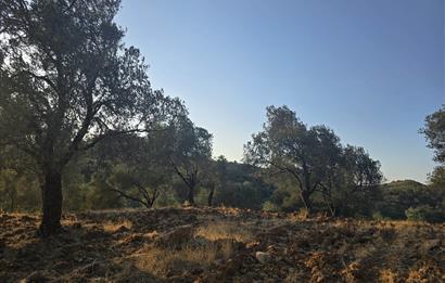 Gömeç Hacıoğlu'nda Satılık, Yolu Olan, 3250 m² Zeytinlik