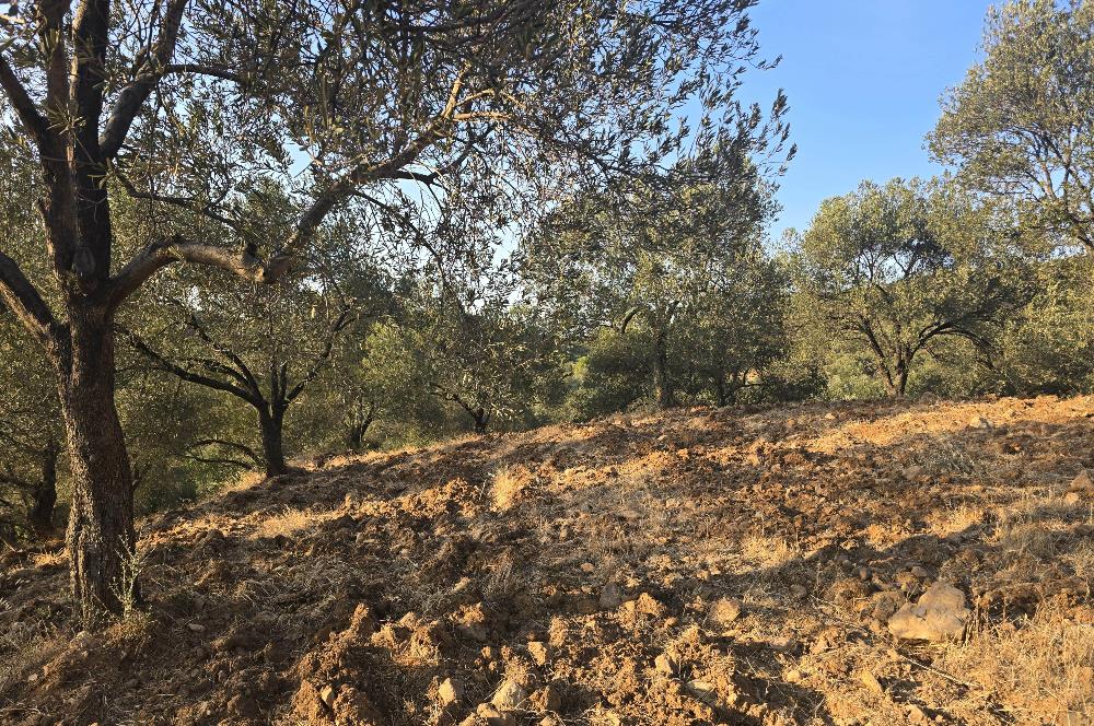 Gömeç Hacıoğlu'nda Satılık, Yolu Olan, 3250 m² Zeytinlik