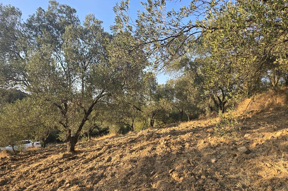 Gömeç Hacıoğlu'nda Satılık, Yolu Olan, 3250 m² Zeytinlik