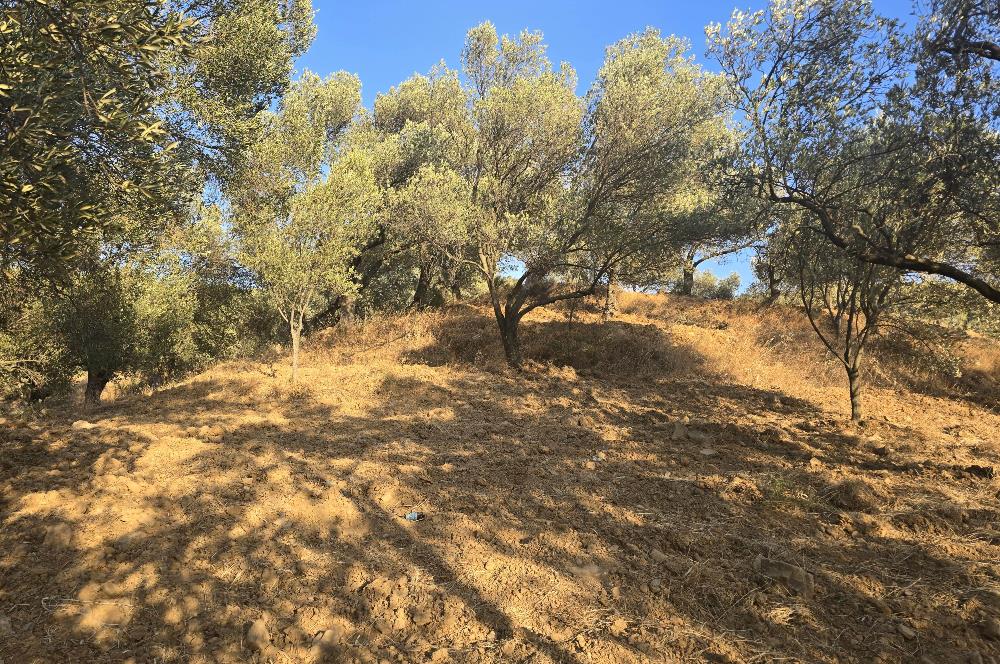 Gömeç Hacıoğlu'nda Satılık, Yolu Olan, 3250 m² Zeytinlik