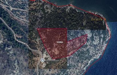 Marmaris Turunç’ta Deniz Manzaralı 990 m² Zeytinlik Hissesi Satılık